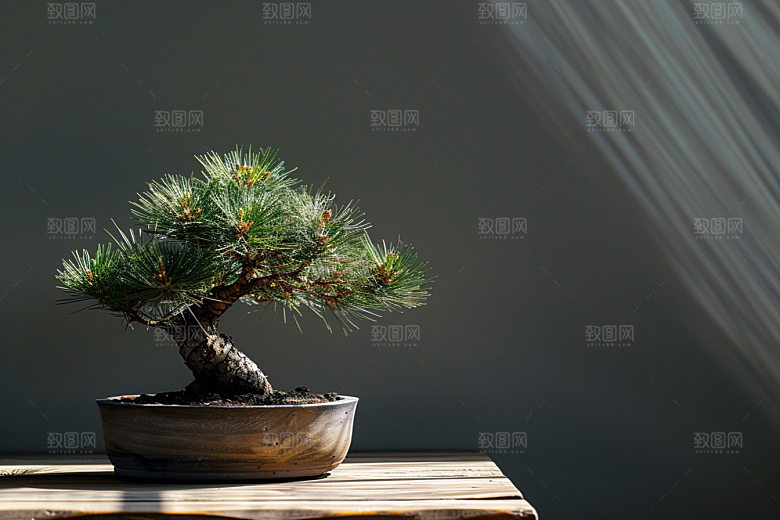 黑松盆景自然植物摄影图