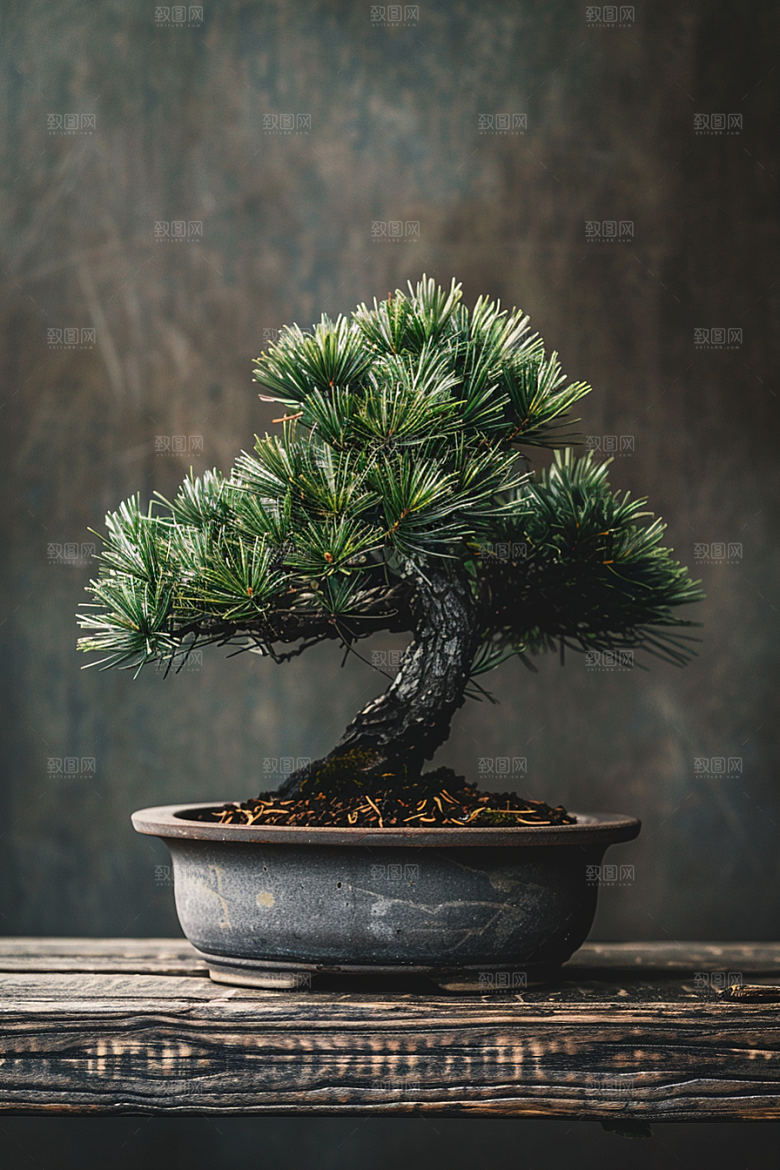 黑松盆景高清高雅摄影图