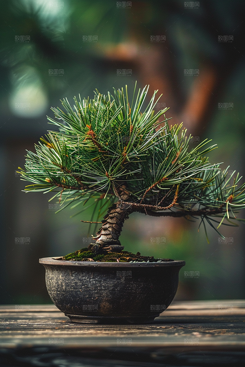 黑松盆景中式优雅摄影图