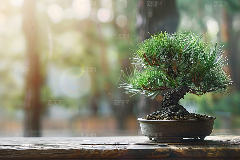 黑松盆景高清高雅摄影图
