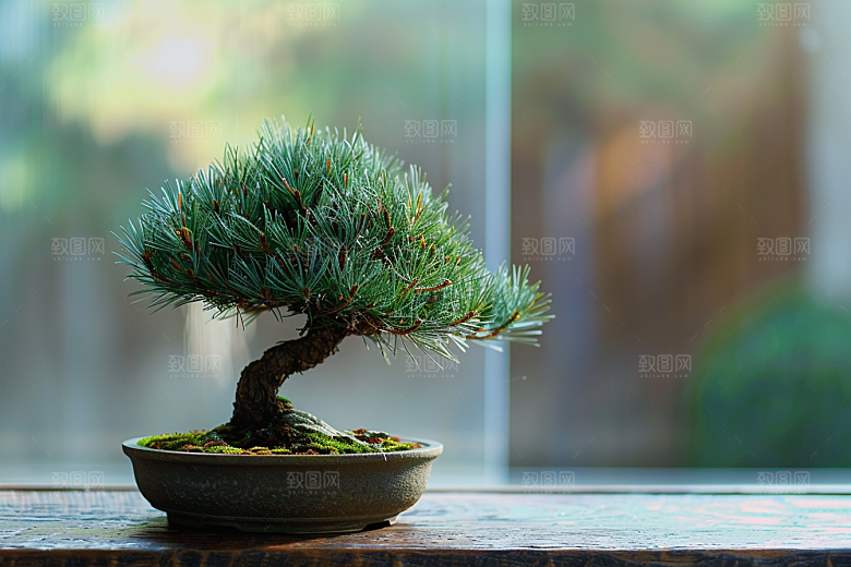 黑松盆景庭院日式摄影图