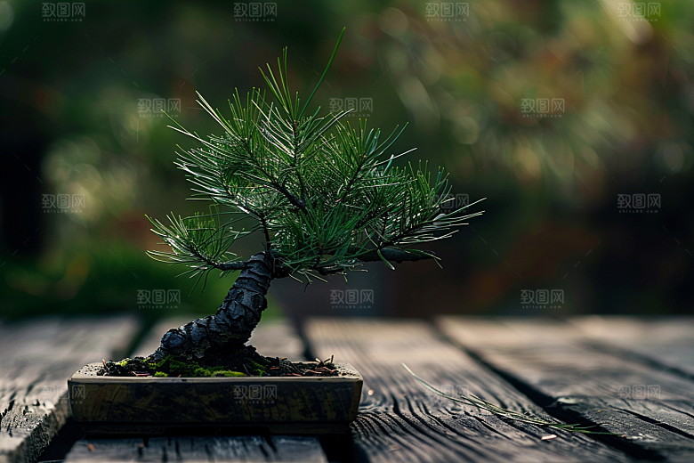 黑松盆景中式松树摄影图