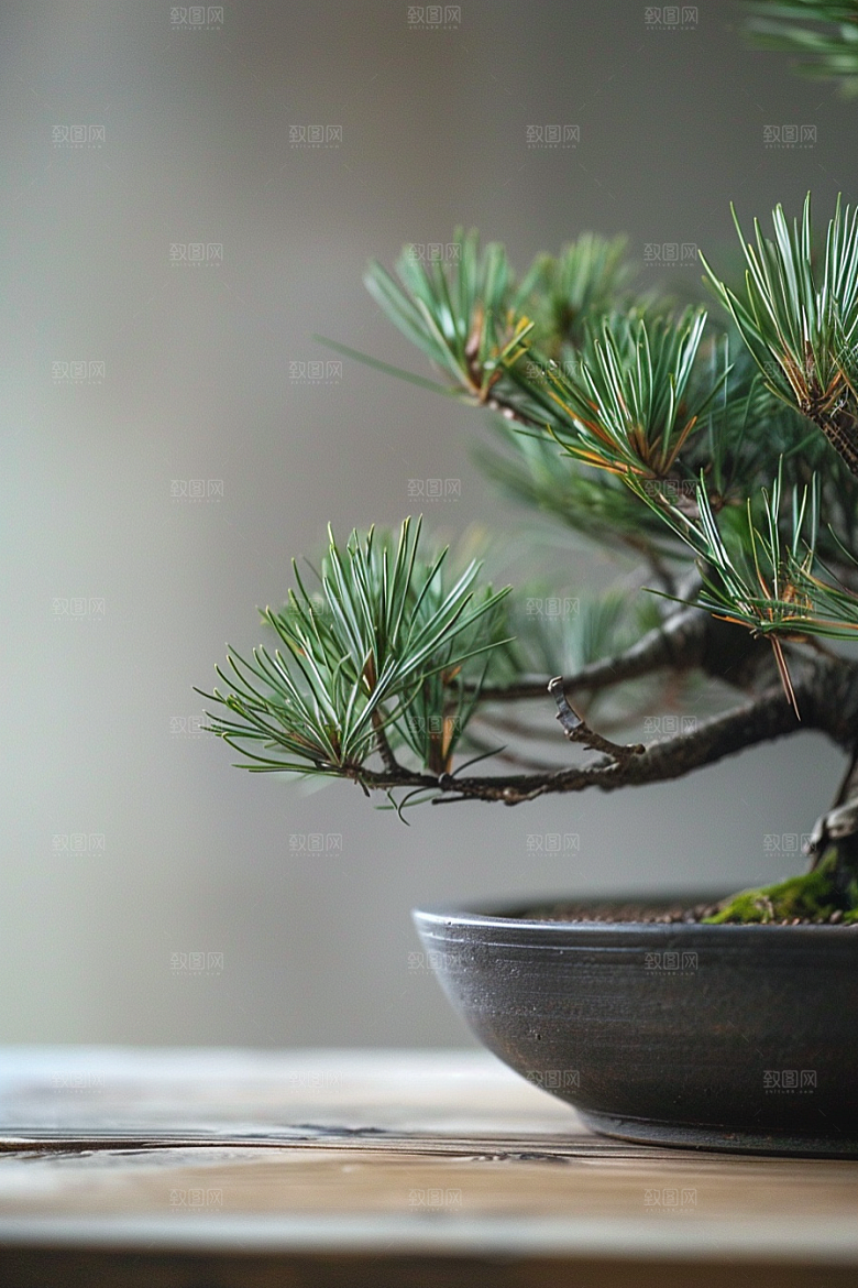 黑松盆景日式植物摄影图