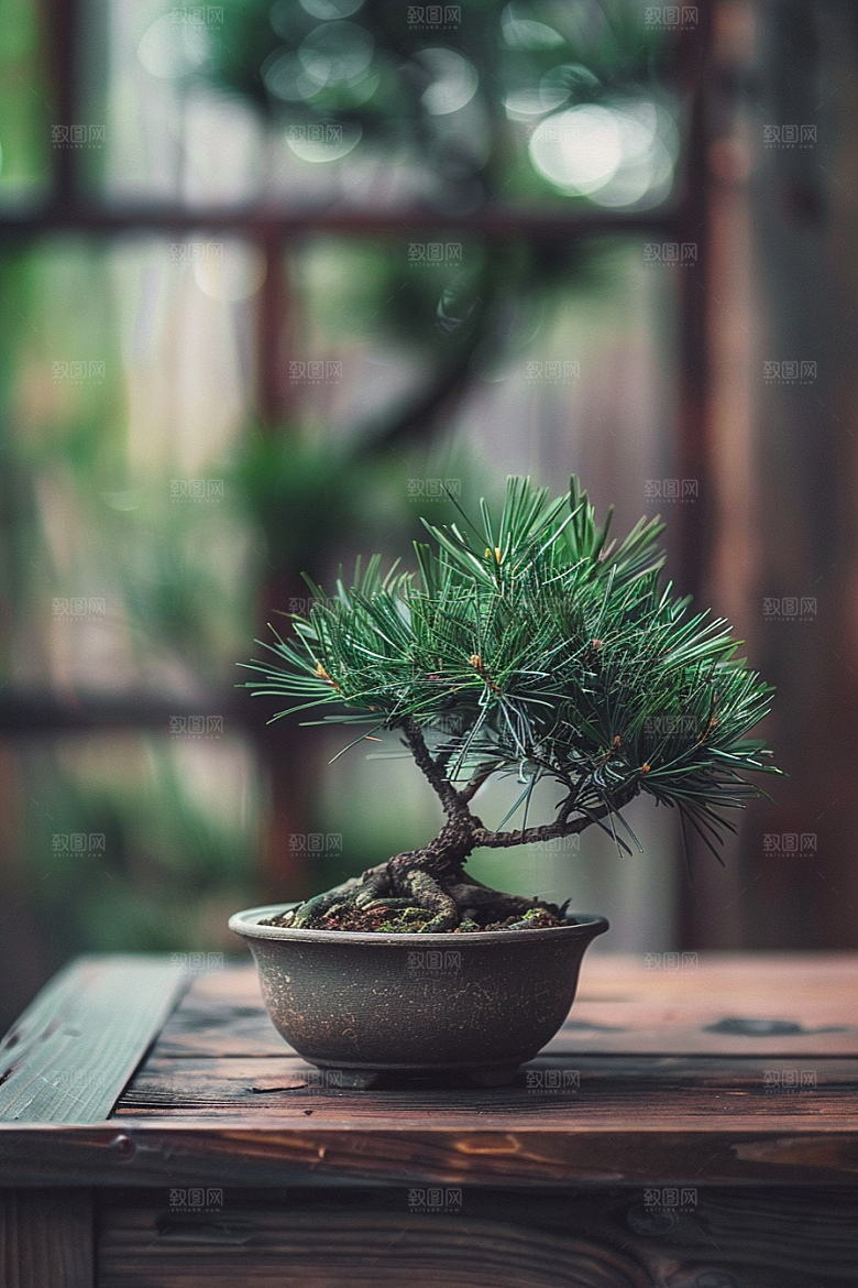 黑松盆景自然雅致摄影图