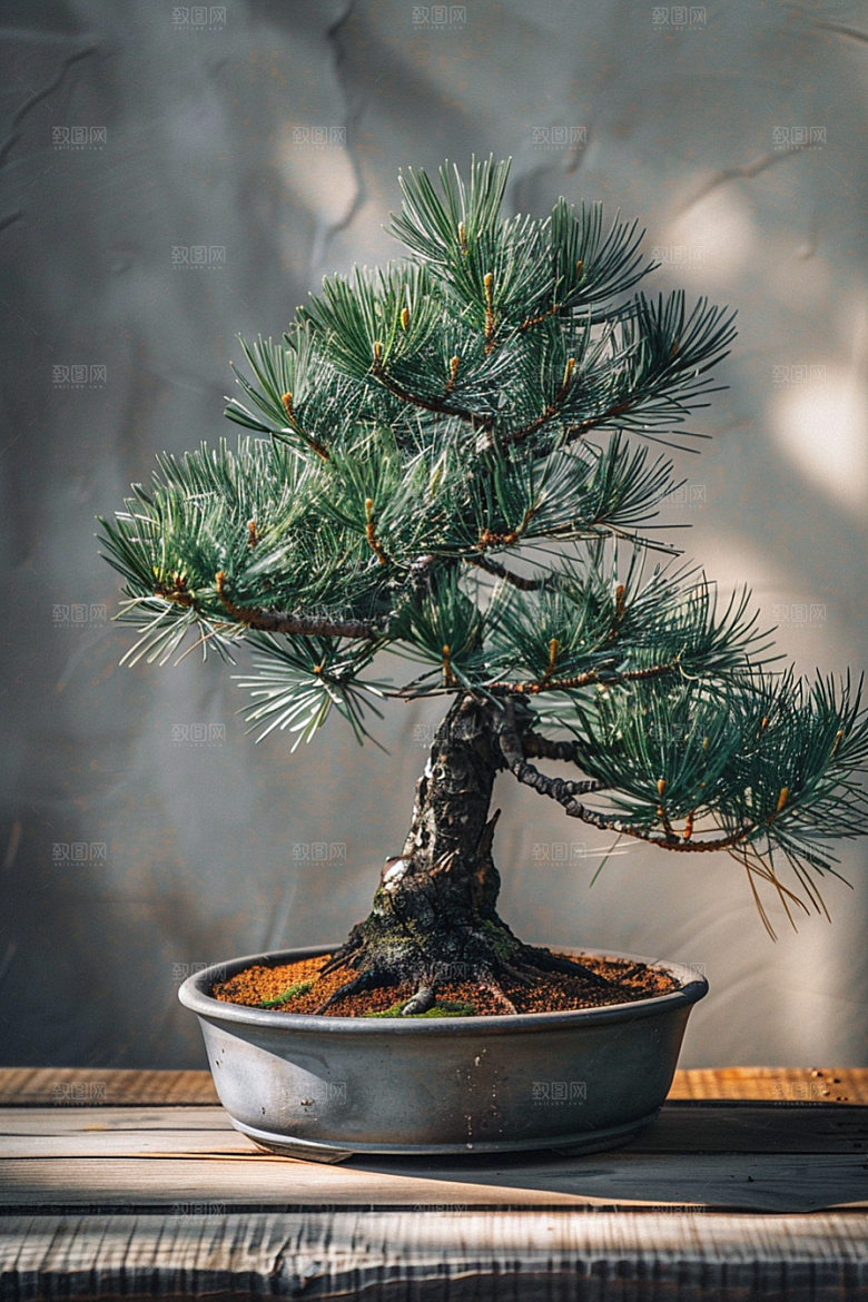 黑松盆景植物高雅摄影图