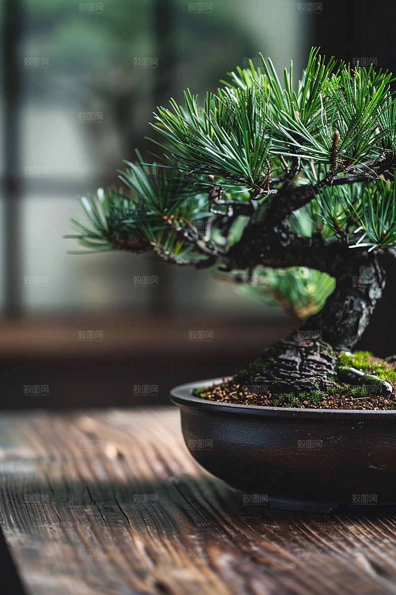 黑松盆景雅致中国风摄影图