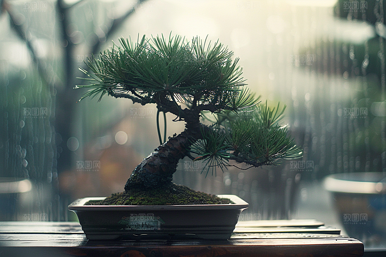 黑松盆景日式高清摄影图