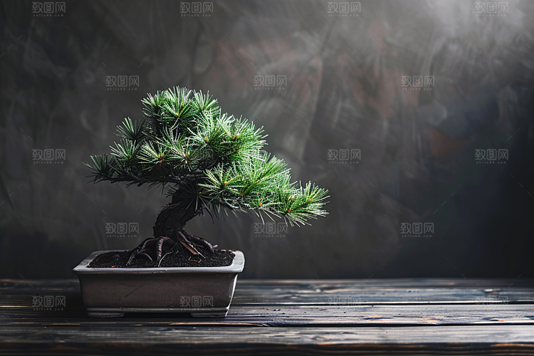 黑松盆景日式中国风摄影图