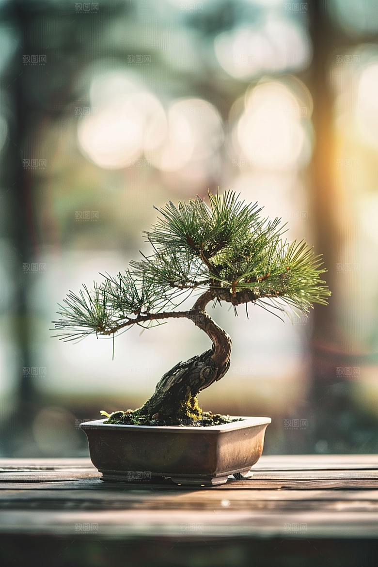 黑松盆景装饰高清摄影图
