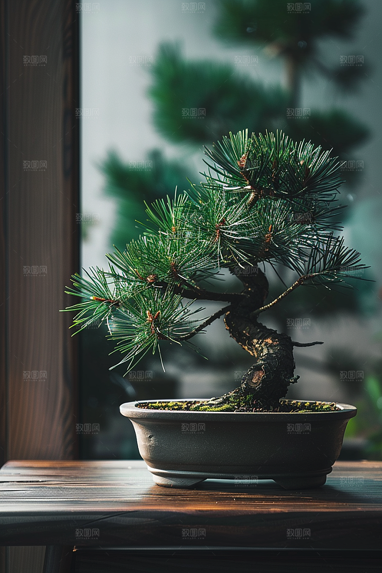 黑松盆景雅致文化摄影图