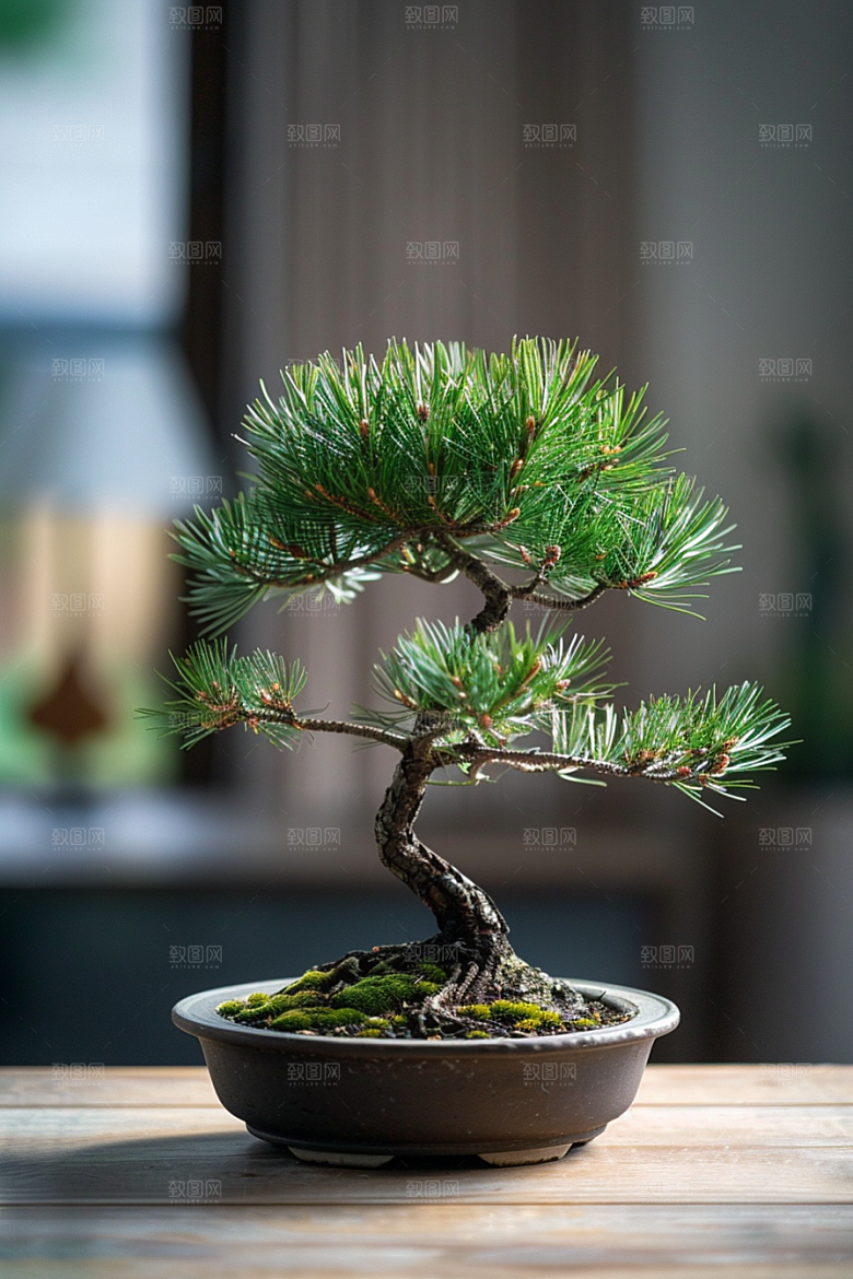 黑松盆景文化中式摄影图