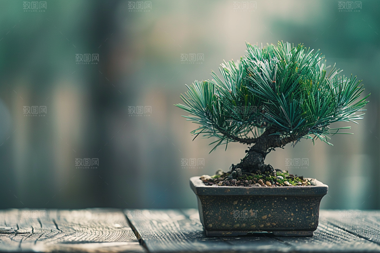 黑松盆景自然中式摄影图