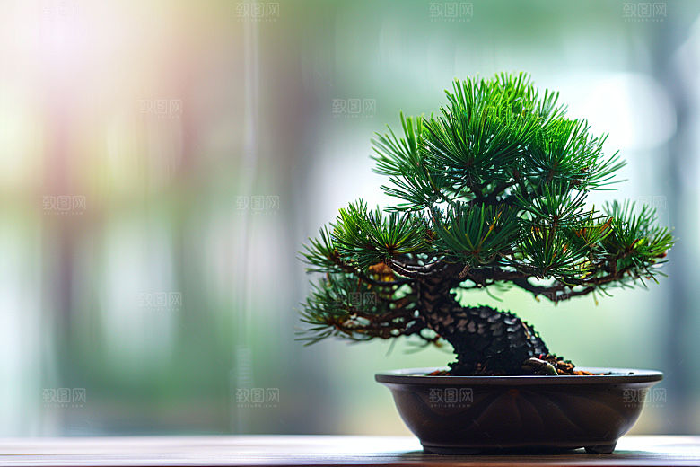 黑松盆景高清植物摄影图