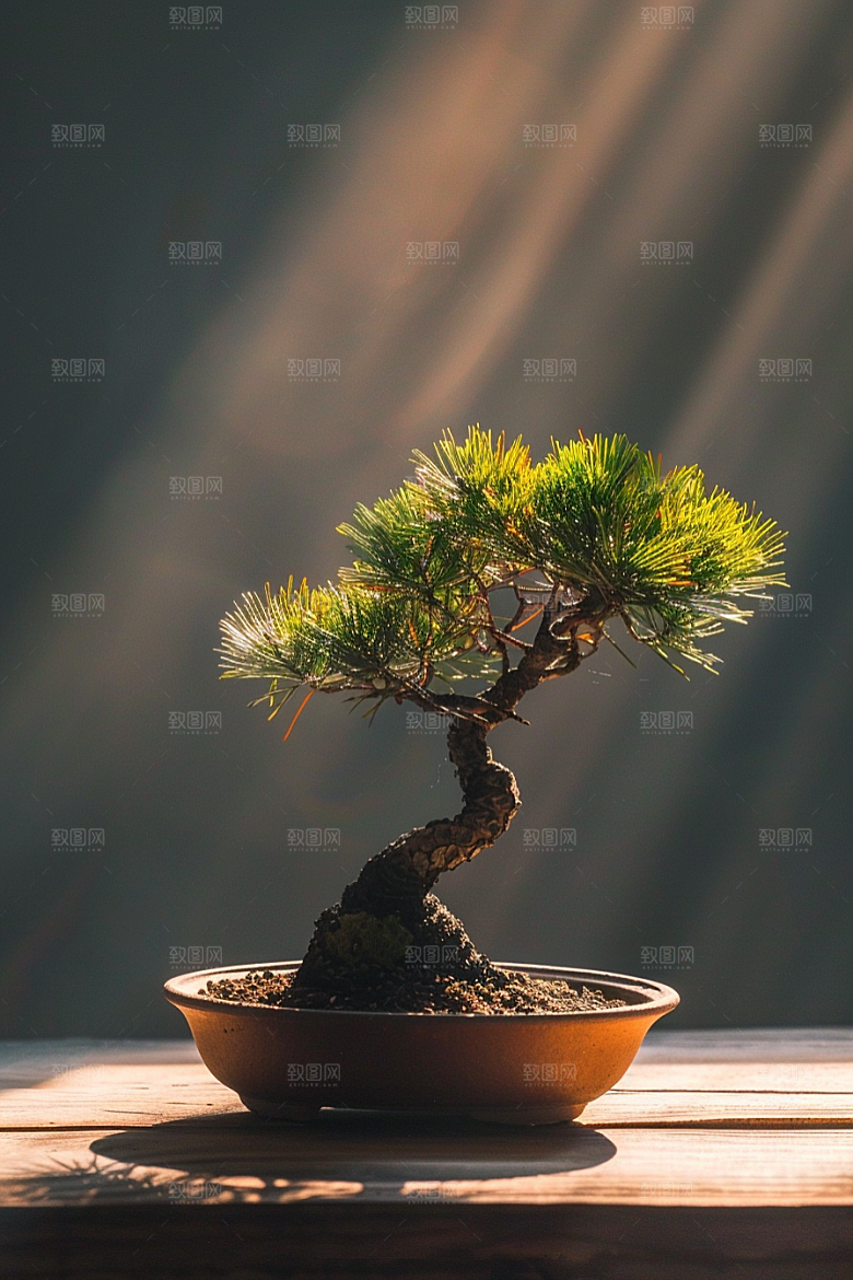 黑松盆景中国风自然摄影图