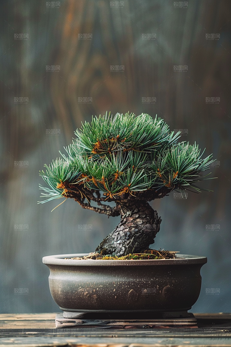 黑松盆景松树植物摄影图