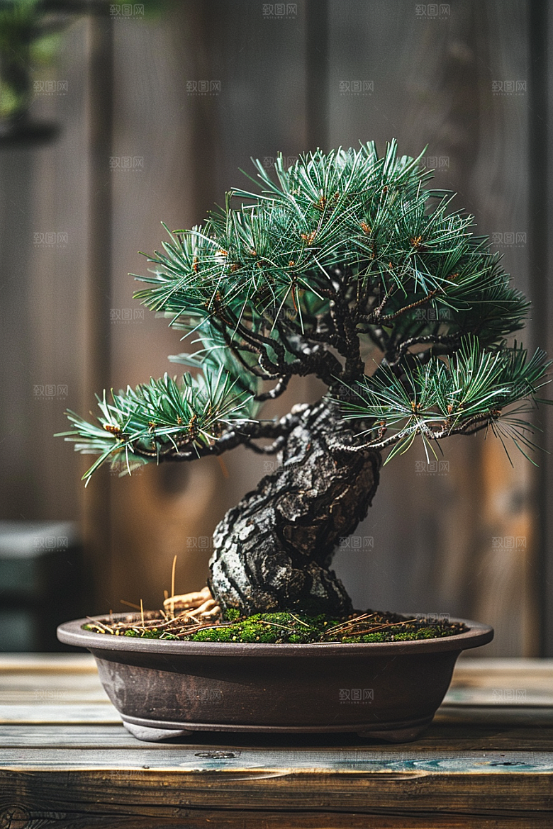 黑松盆景植物中式摄影图