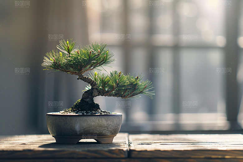 黑松盆景高清植物摄影图