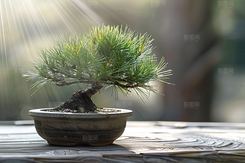 黑松盆景优雅高雅摄影图