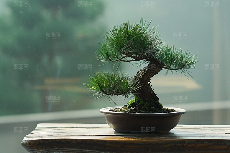 黑松盆景雅致中式摄影图