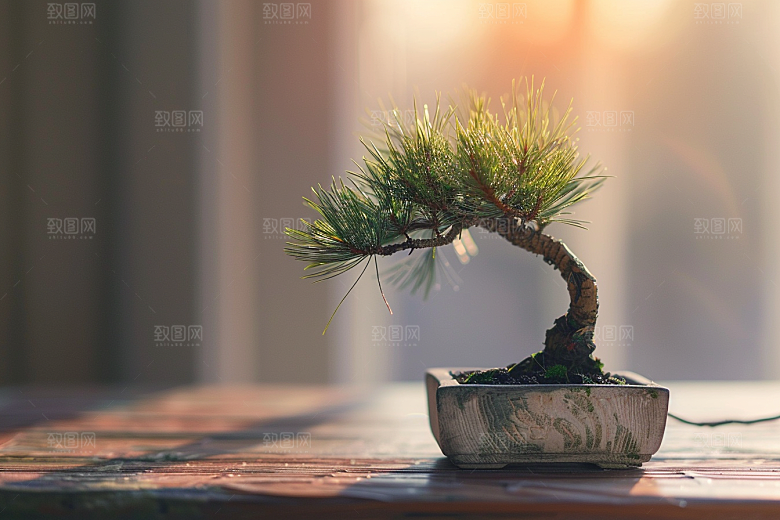 黑松盆景中式文化摄影图