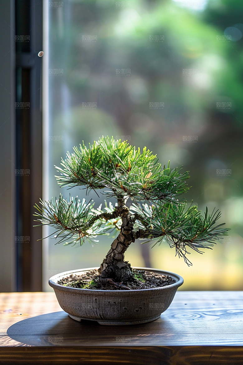 黑松盆景装饰中式摄影图