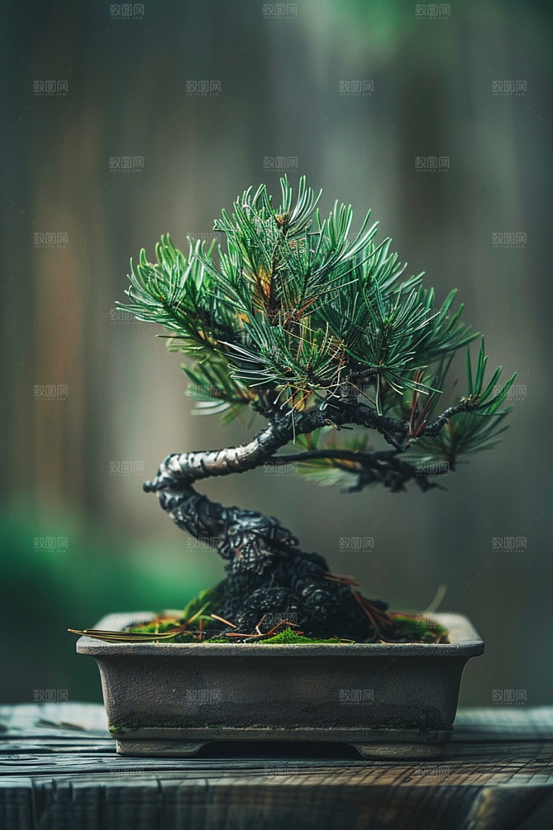 黑松盆景庭院高清摄影图