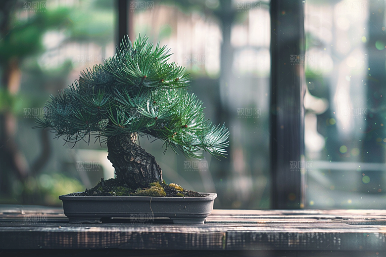 黑松盆景松树文化摄影图