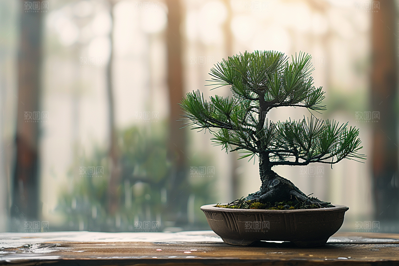 黑松盆景植物中式摄影图