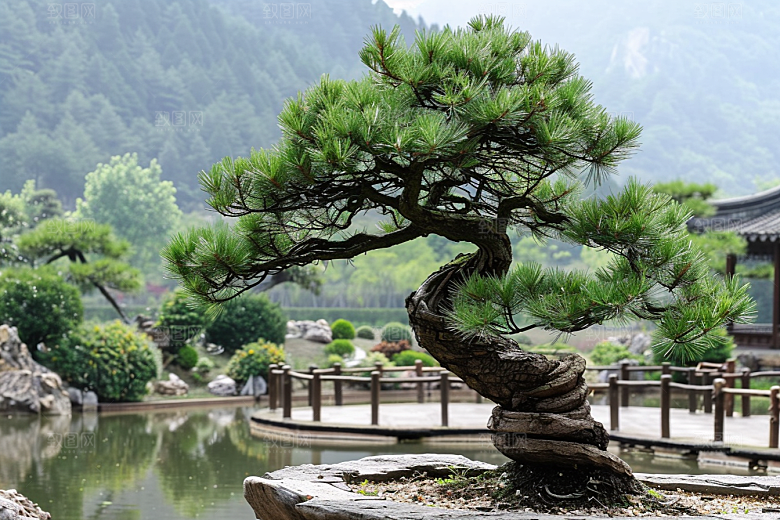 黑松盆景自然雅致摄影图