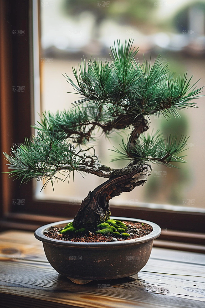 黑松盆景松树文化摄影图