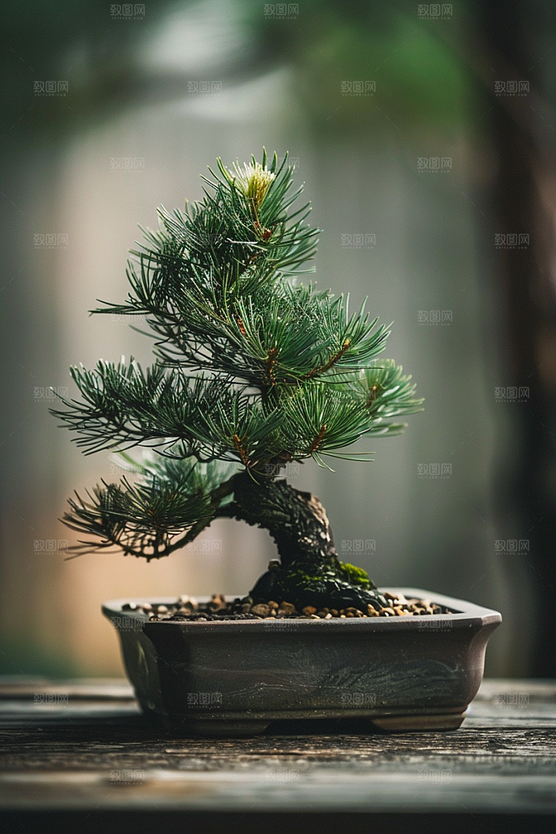 黑松盆景自然文化摄影图