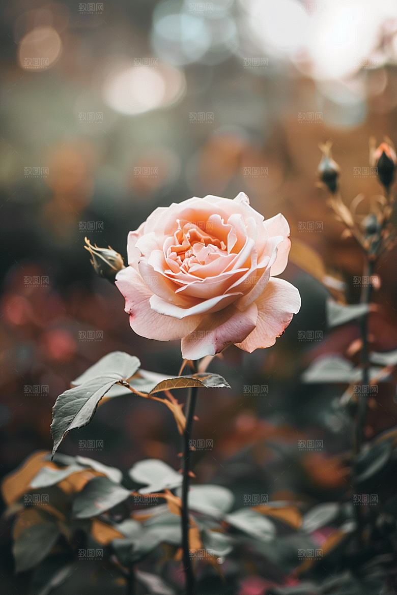 月季花优雅浪漫素材