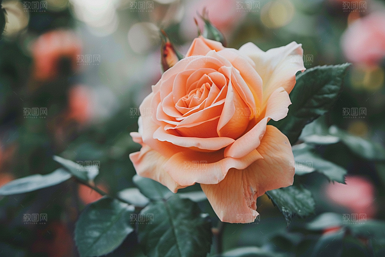 月季花唯美玫瑰花素材