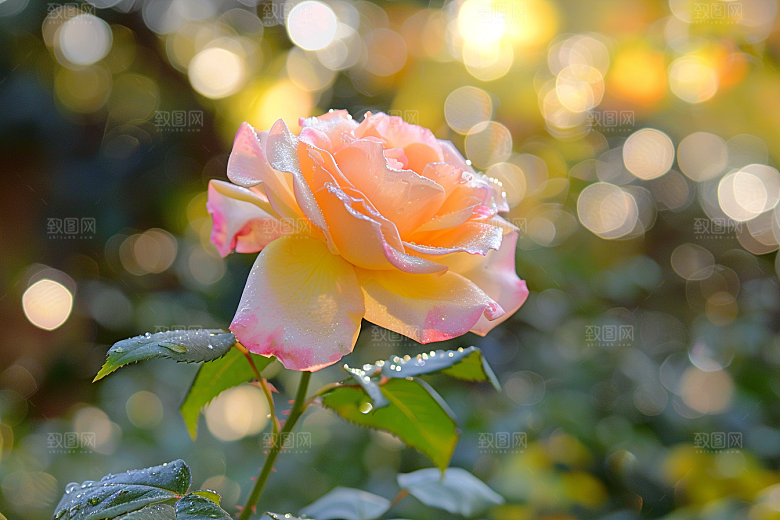 月季花蔷薇初夏素材