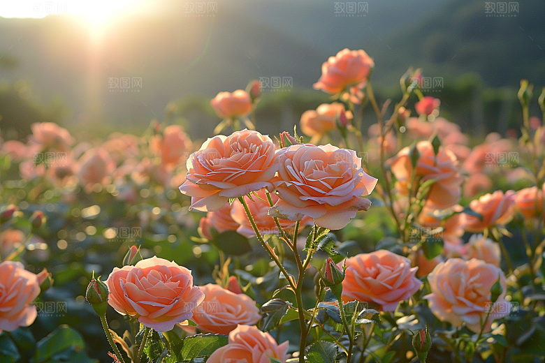 月季花蔷薇繁花素材