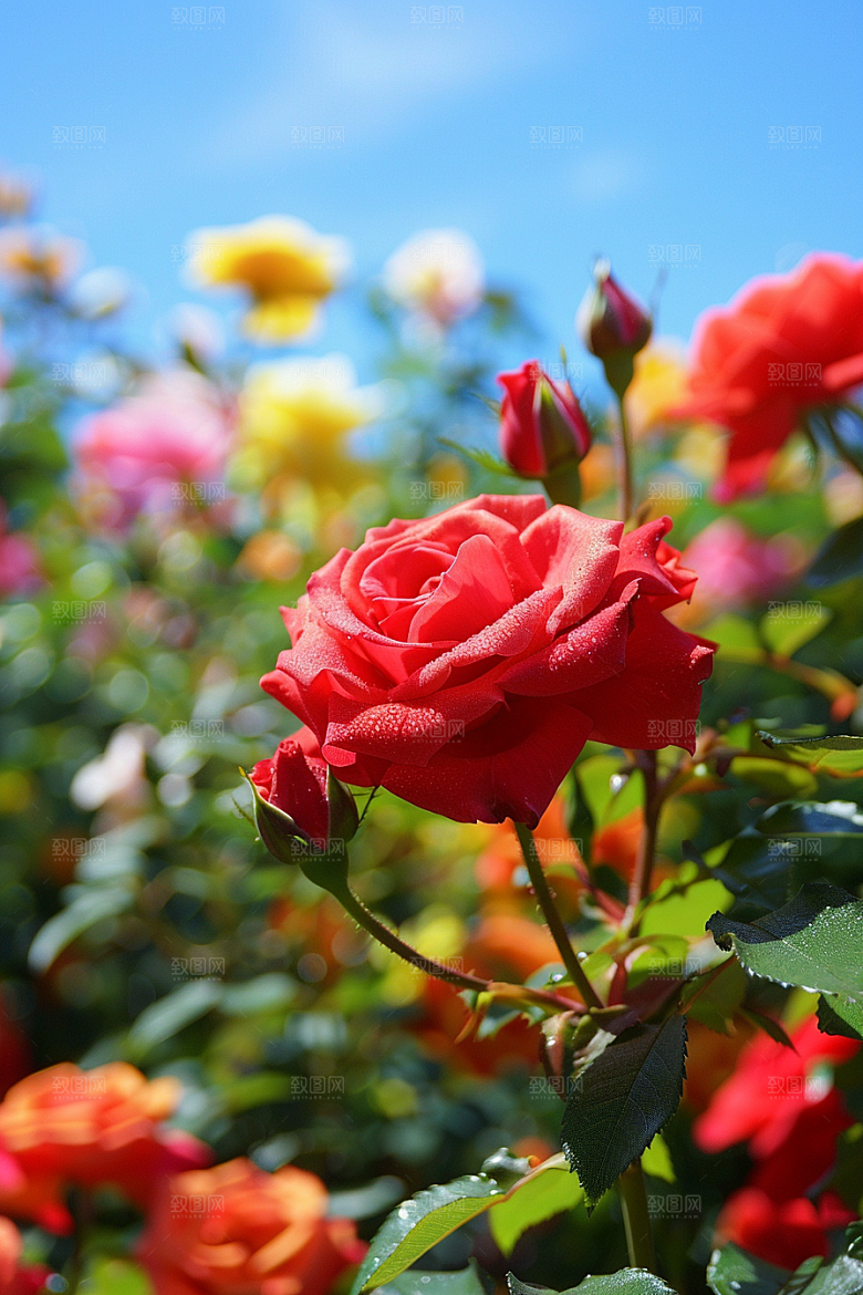 月季花繁花优雅素材