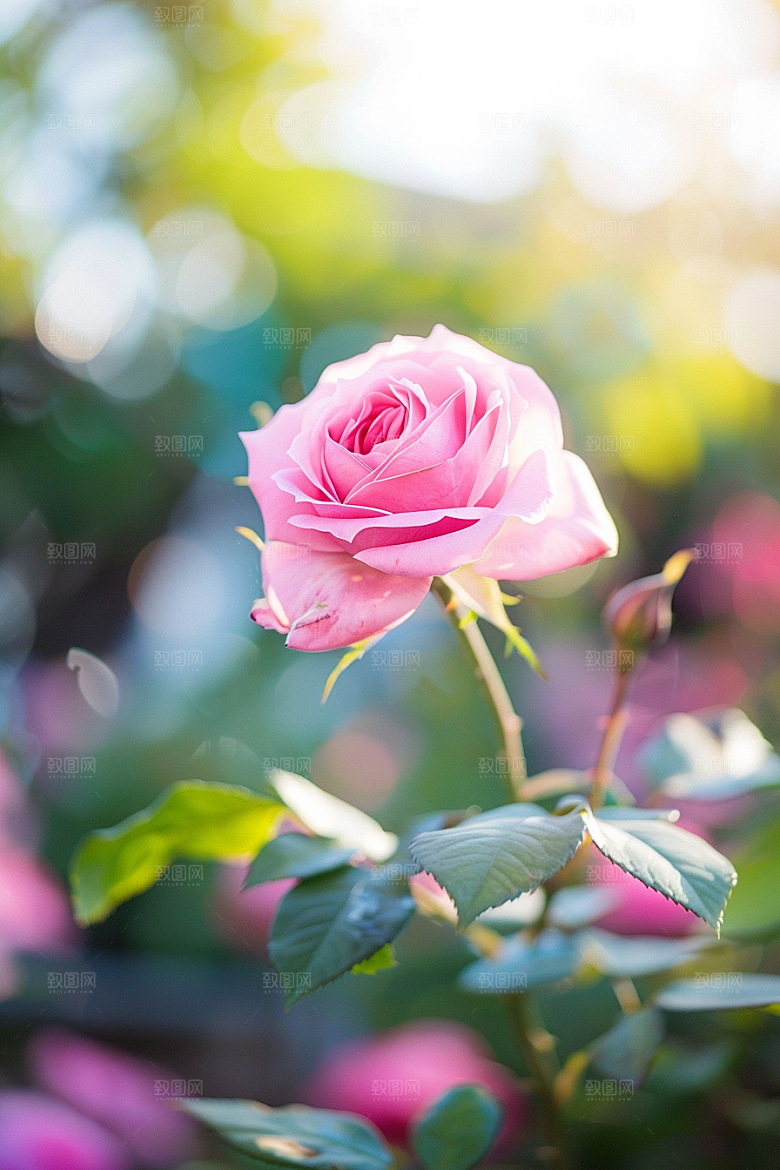 月季花欧月唯美素材