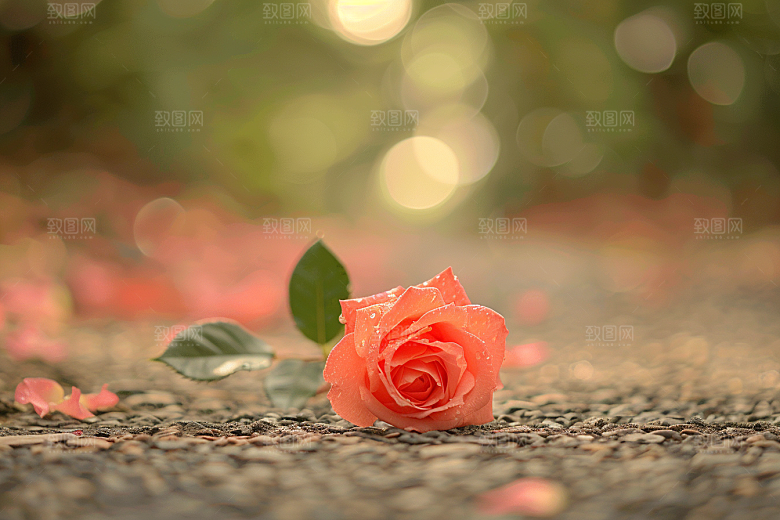 月季花蔷薇唯美素材