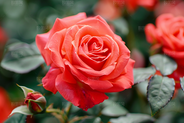 月季花唯美高清素材