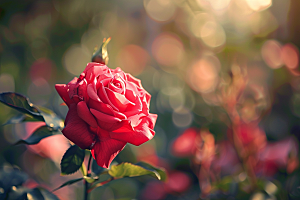 月季花玫瑰花浪漫素材