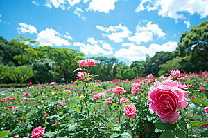 月季花浪漫五月素材