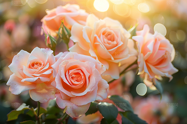 月季花花朵花卉素材