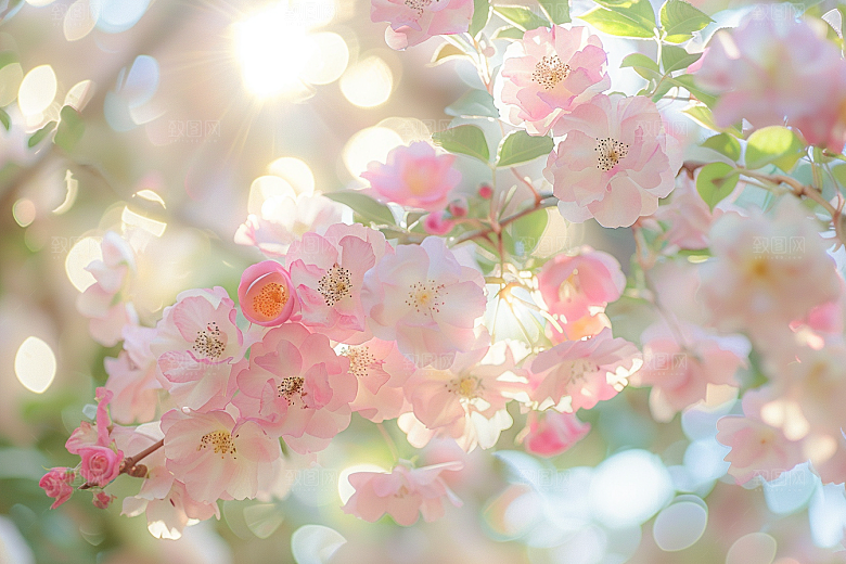 月季花五月优雅素材