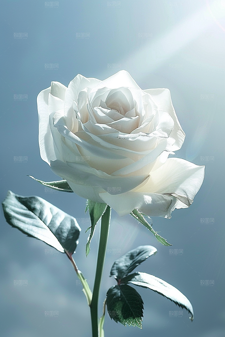 月季花复古花卉素材