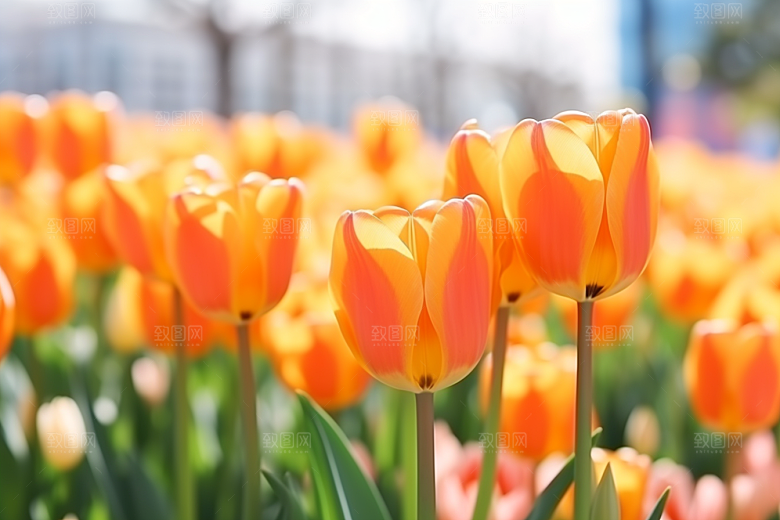郁金香花卉花朵摄影图