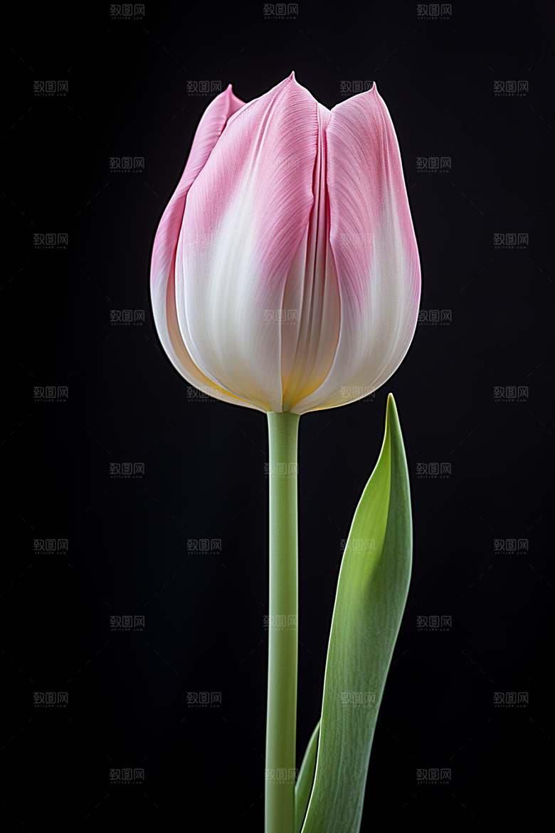 郁金香花朵自然摄影图