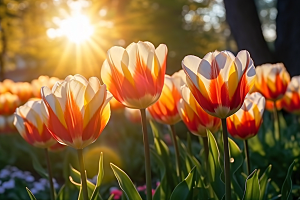 郁金香花卉高清摄影图