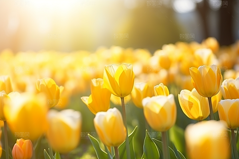 郁金香花朵高清摄影图