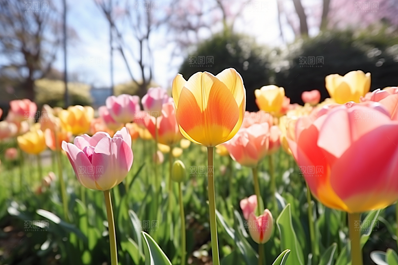 郁金香花朵阳光摄影图