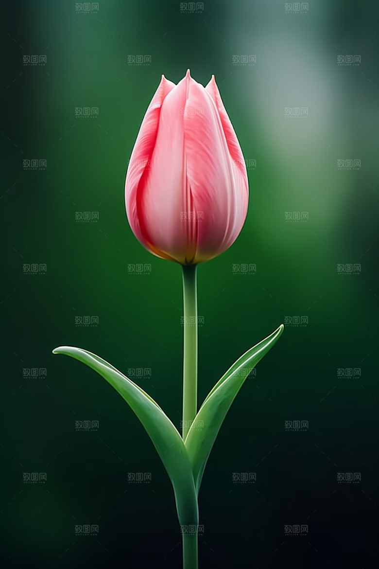 郁金香花朵明媚摄影图
